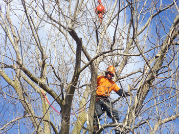 tree pruning