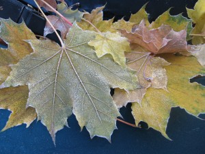 Frosty Leaves