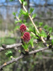 Tamarack cones are tasty treats for small animals like mice