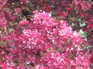 crab apple blooms in spring