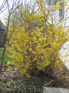 One of the first spring bloomers; forsythia