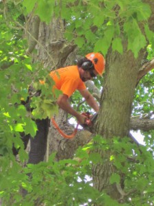 pruning london