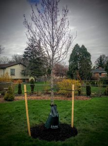 Tree with Mulch