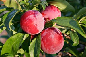 Prunus cultivar (mature fruits with natural wax bloom) 