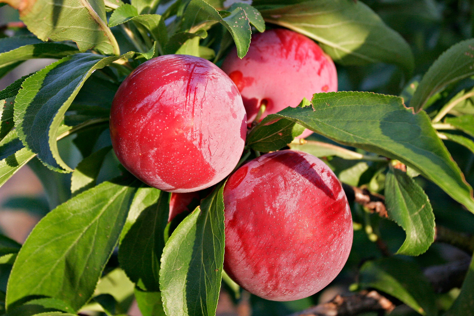 It's Plum Amazing! CLC Tree Services