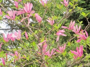 magnolia blooms