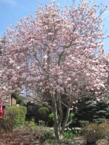 Magnolia tree