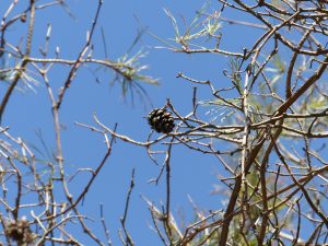 Scot pine suffering from Diplodia Tip Blight