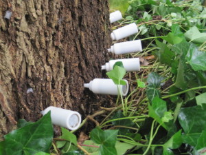 Canisters administering TreeAzin ash injection