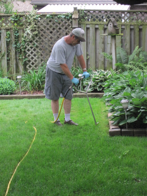 Fertilizing a tree helps to promote growth in young trees and healthier mature trees