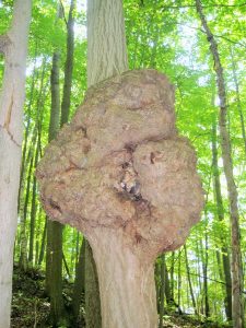 Large burl