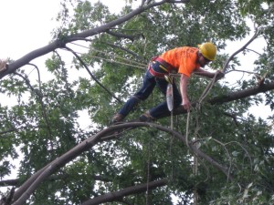 safety is key in emergency storm cleanup