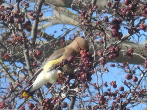 Cedar waxwing on a crabapple