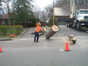 tree service