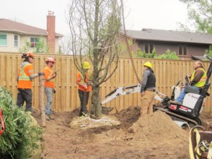 Making sure a tree is straight is a team effort