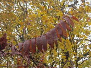 Red sumac blazes against a backdrop of yellow