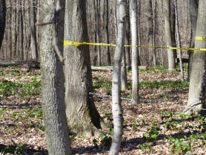 To prevent damage to the low-ropes course while tree service work was underway, caution tape marked off some of the elements