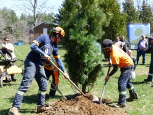 The planting of a native white pine