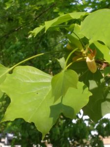 tulip tree