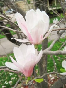 Magnolia