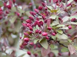 flowering crab apple