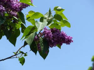 lilacs