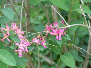 Delicate honeysuckle shrubs are just starting to bloom this week