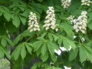 Not as dramatic as magnolias, Chestnut trees were blooming around the same time as dogwoods