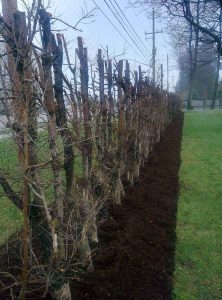 CLC Tree Services prefers to use natural mulch in our landscaping projects