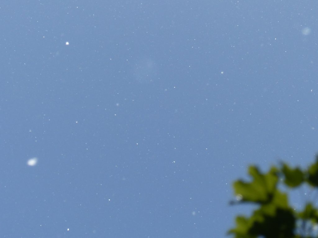 willow seeds in sky