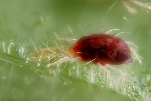 Female of the red form of the spider mite Tetranychus urticae with two silk wires. The substartum is a bean leaf. Scale : mite body length ~0.5 mm Technical settings : - focus stack of 39 images - microscope objective (Nikon achromatic 10x 160/0.25) on bellow