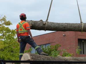 This ash tree was not stable enough to allow arborists to climb it. A crane was required for the tree removal job.