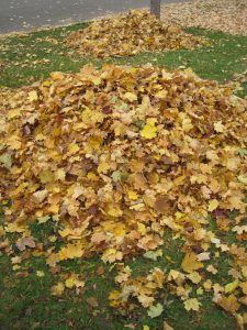 Leaves are a naturally occurring byproduct of trees