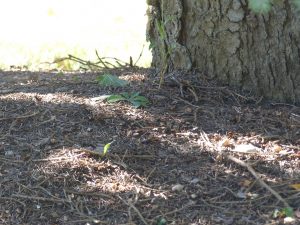 Coniferous needles 