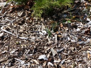 Shredded bark, wood chips