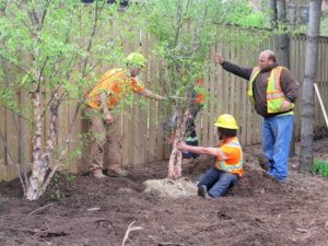 tree planting