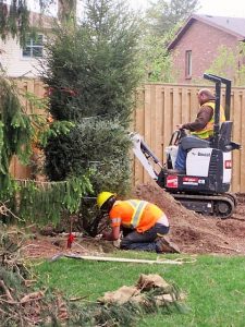 Northern Hemlock is a good choice of tree to plant in London