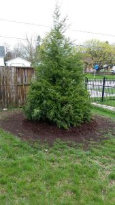 hemlock tree