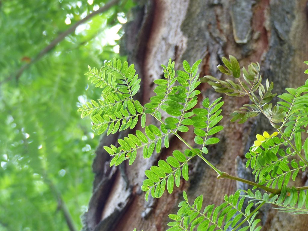 Honey Locust A Sweet Tree To Plant CLC Tree Services