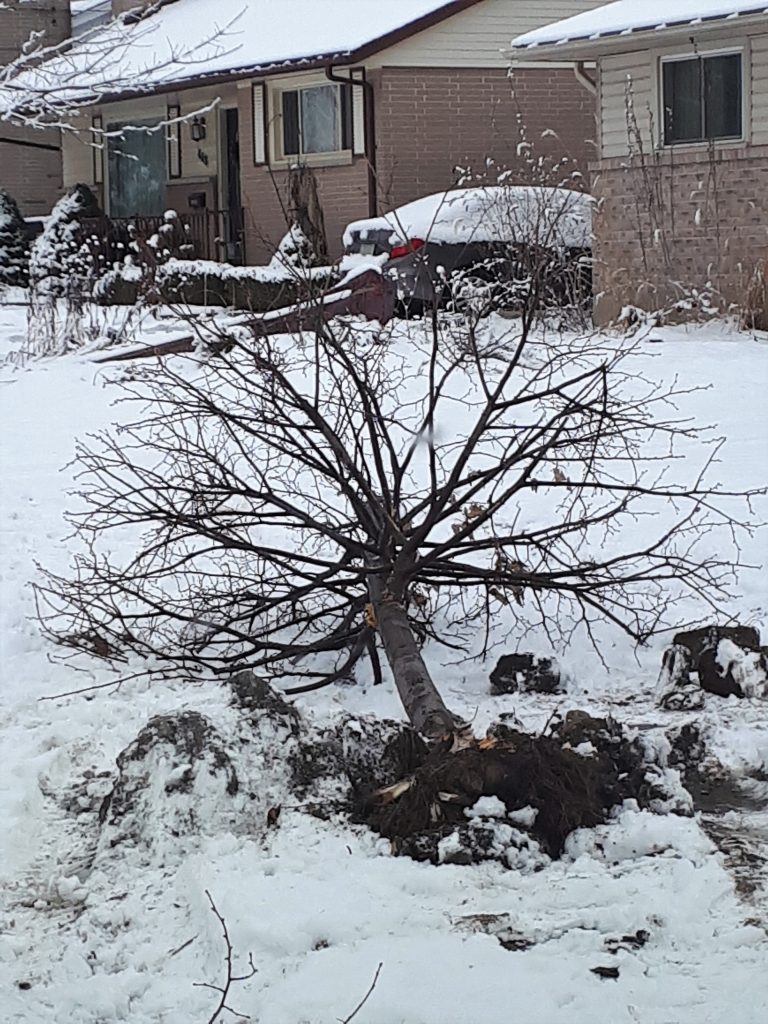 mechanical damage to tree