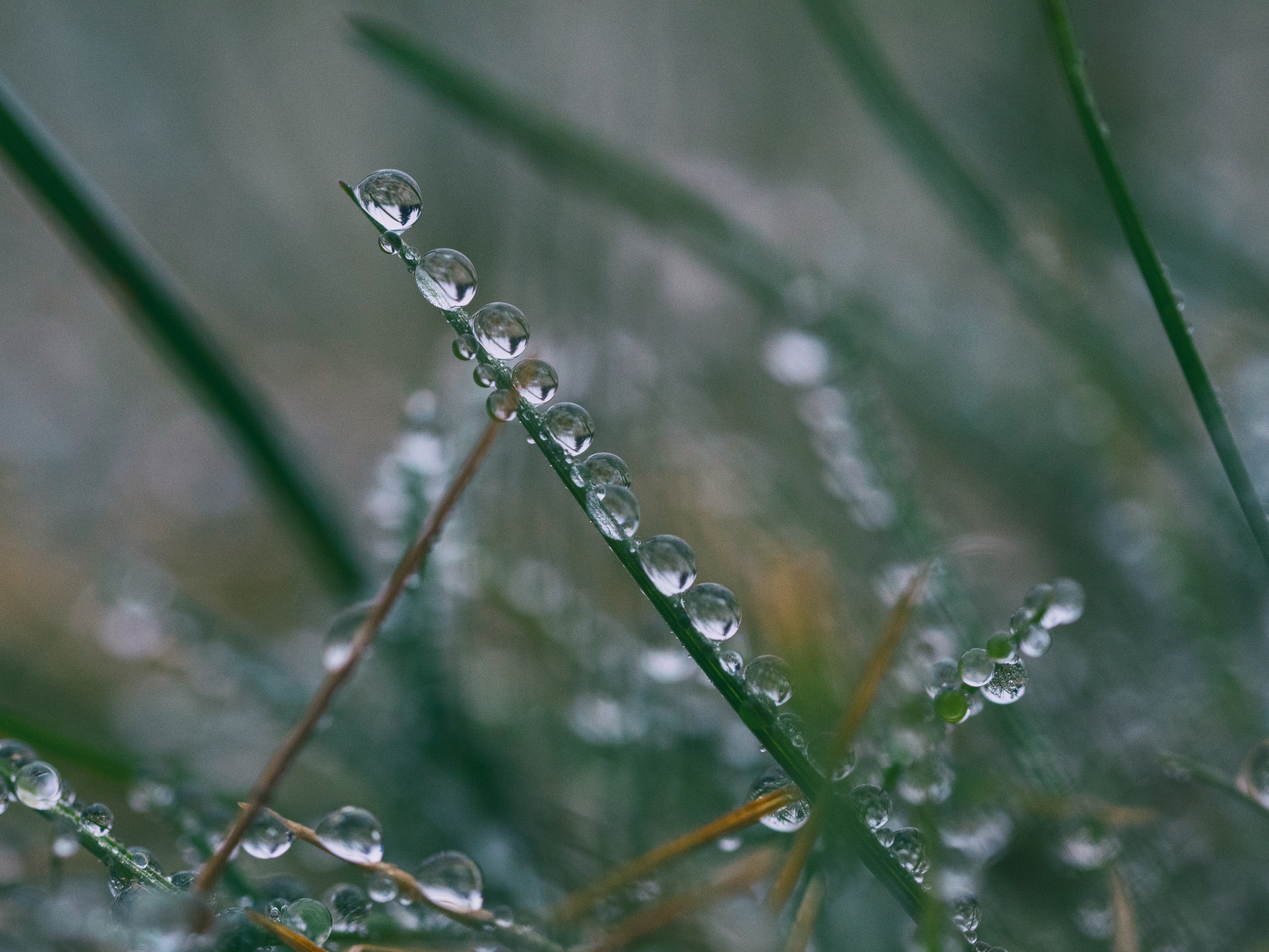 water on grass