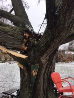 ice storm damaged tree 