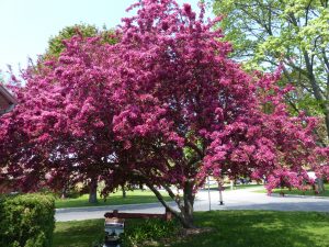 crab apple