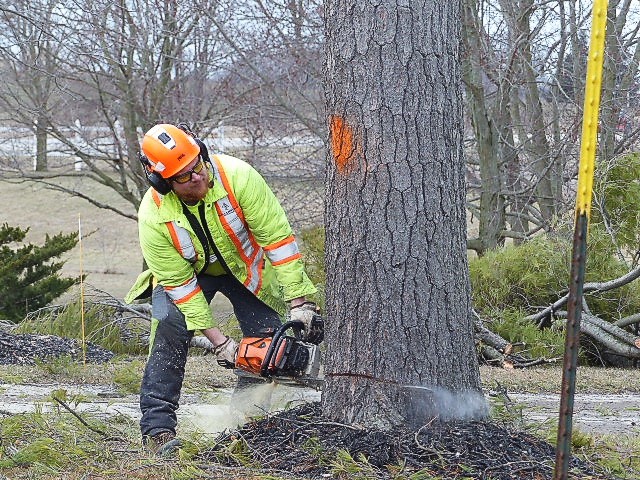 tree removal